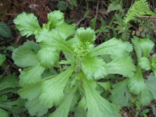 牡蒿图片 牡蒿野菜图片