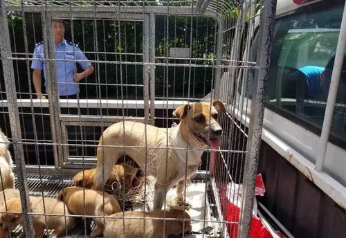 狗均已被公安部门送到了流浪狗收治中心,但是夏天到了,猫狗容易伤人