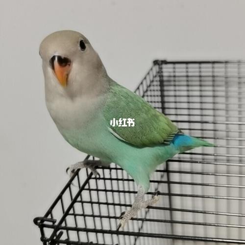 牡丹鹦鹉宝宝绿金顶也很漂亮有木有!