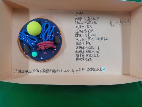 生物细胞模型制作