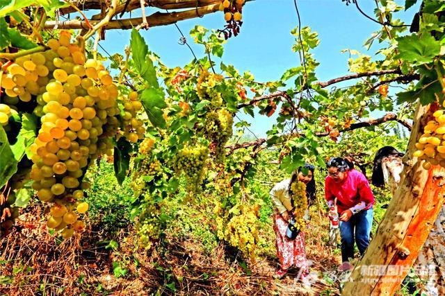 四方宾客接踵来 葡萄沟里赏美景