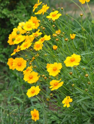 引用 引用 路边金黄矢车菊