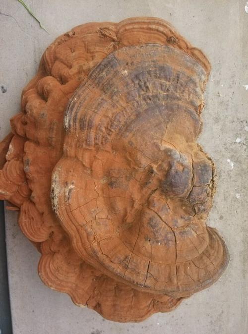 龙眼树上长的这个是灵芝么?