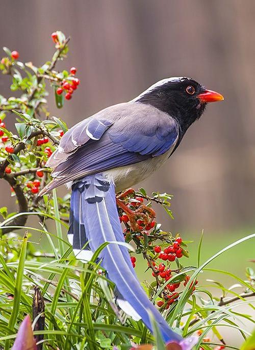 红嘴蓝鹊:鸟纲,国家三级保护动物