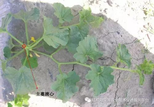 三蔓整枝:主蔓5—6叶摘心,选留适宜子蔓三条,子蔓6—8叶摘心,孙蔓