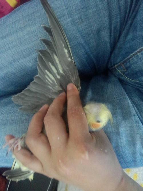 鉴别.玄凤鹦鹉公母