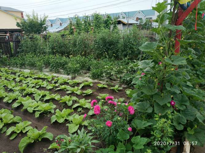 特色农家院的小菜园