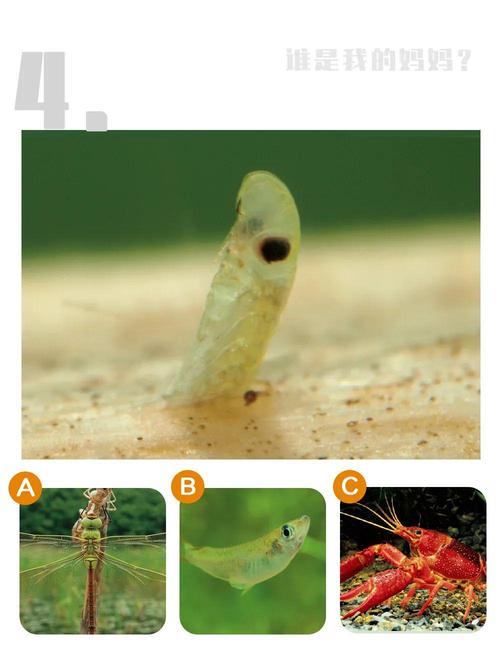 碧伟蜓(幼虫叫水虿) b.青鳉鱼 c.小龙虾
