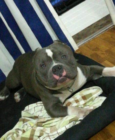 恶霸犬,血统很好