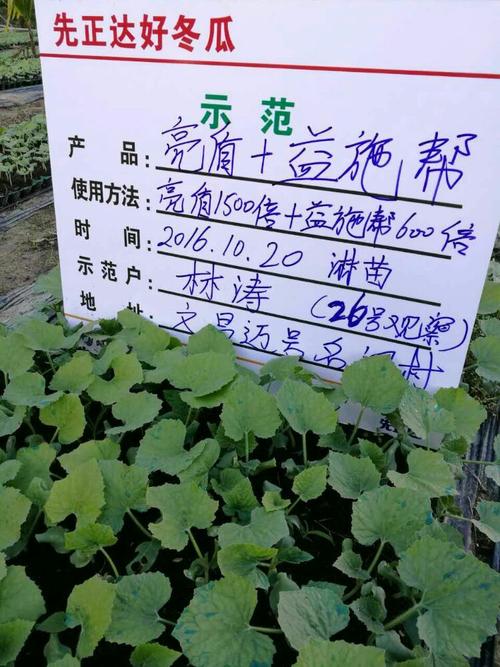 培育壮苗,我用亮盾加益施帮