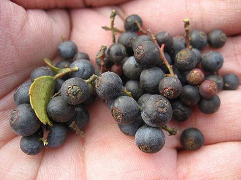 我所知道的就乌饭果和地稔.