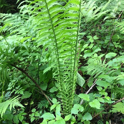 东北荚果蕨山野菜野鸡膀子中草药植物黄瓜香种子孢子盆栽易活