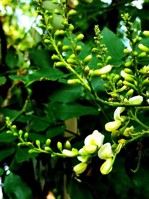 国槐花开 上面有小虫子