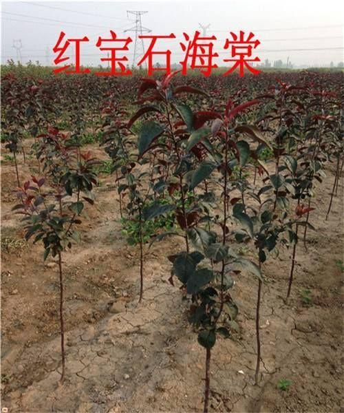 红宝石海棠苗