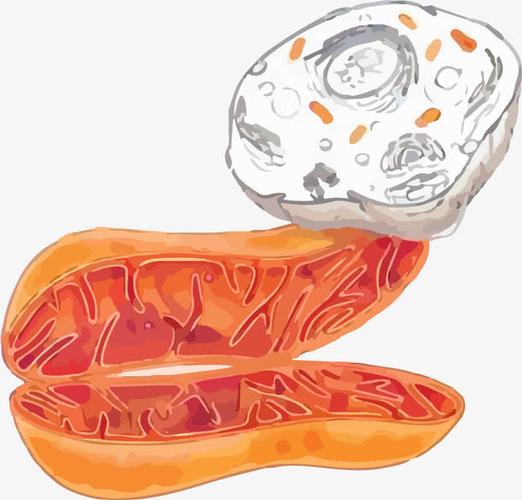 手绘线粒体结构示意图透明png