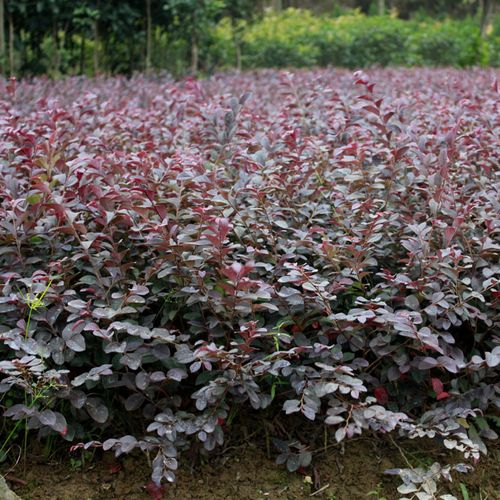 红花檵木,又名:红继木,红梽木,红桎木,红檵花,红梽花,红桎花,红花