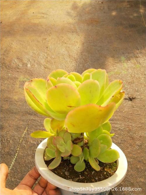 991基地批发多肉品种限量 柠檬卷老桩群盆19cm多肉植物裸根发特价