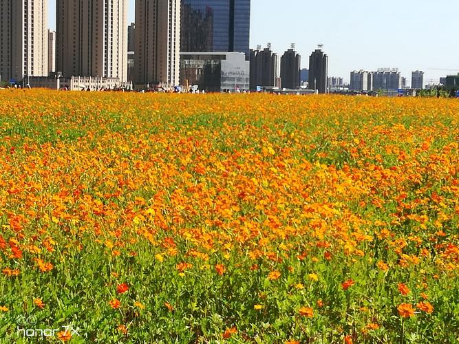 沈北新区花海园游览景观