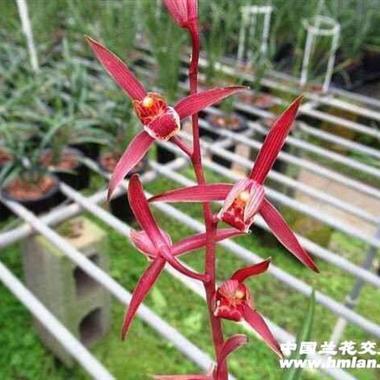 墨兰色花红太阳1盆2苗邮费申通包邮