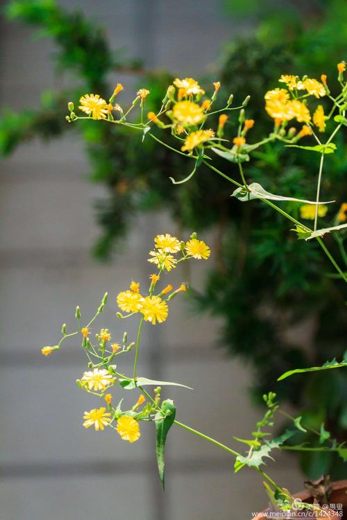 苦菜花开