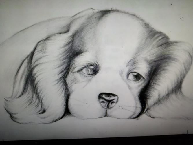 逸飞书画周日下午三点半到五点半素描课堂(素描小狗2)