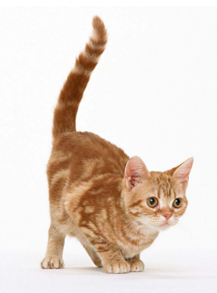 猫竖尾巴什么意思?