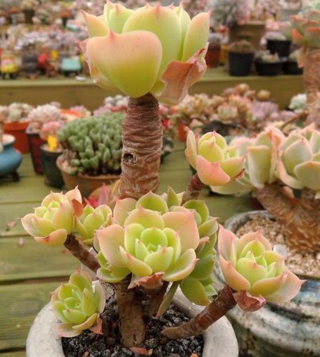 这多肉我一直把它当碧桃养殊不知是柠檬玫瑰黄中带粉美得很