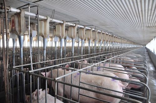 "天蓬元帅"变猪八戒,猪肉价格半年暴跌58%,养殖户已深度亏损