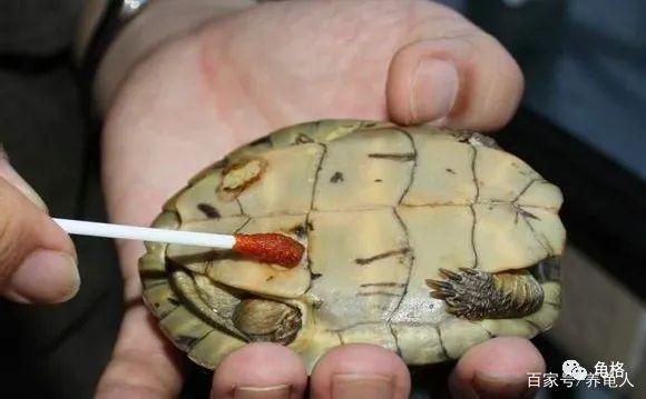 用聚维酮碘治疗乌龟腐甲腐皮的标准化教程