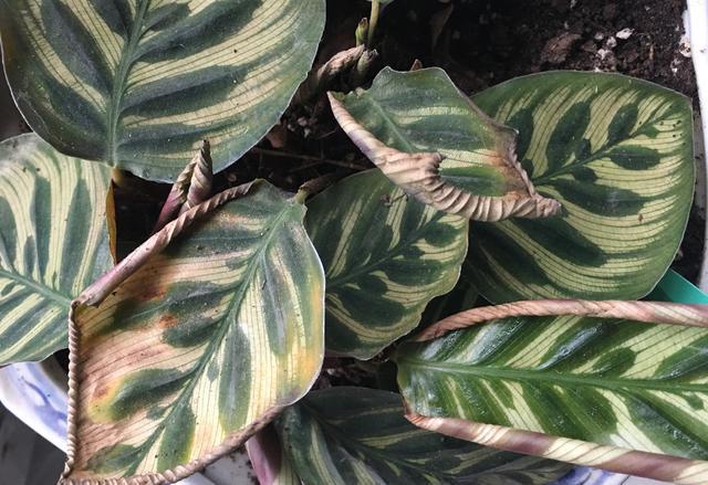 竹芋叶子卷曲怎么补救?原因不同补救方法也不同