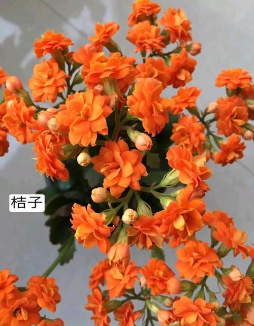 2022年最火的22个长寿花品种每个都好看重瓣的单瓣的都有