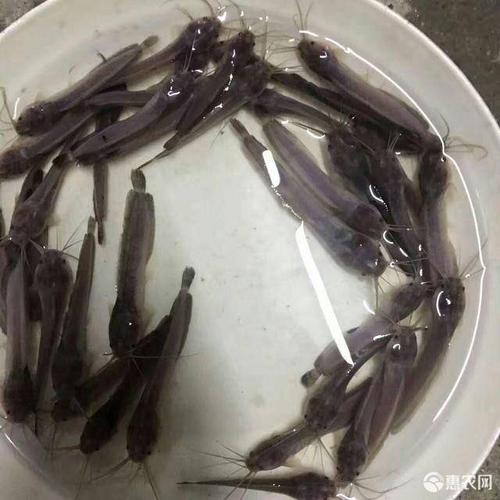 三黄本地塘虱鱼苗