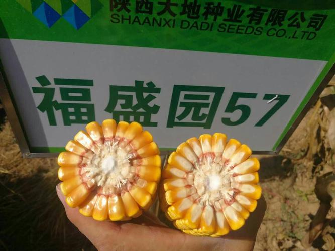 福盛园57玉米高产新品种