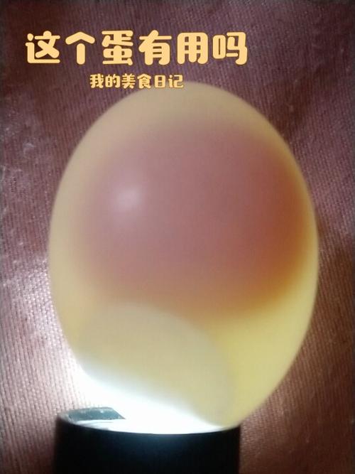 孵不出小鸽子蛋是什么蛋