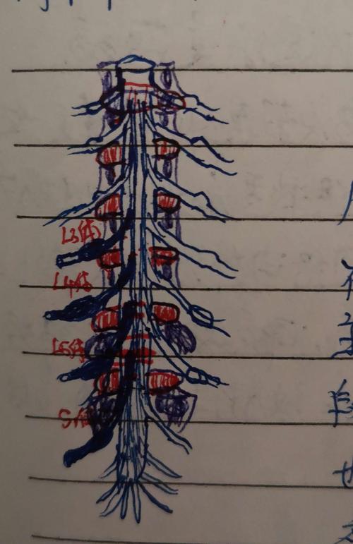 田医之问第一期———腰椎间盘突出的原理与治疗特点?