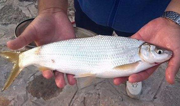 夏季钓黄尾鲴鱼,多注意这几点,才能提高正口中鱼率!