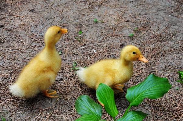 小鸡快跑,小鸭休息