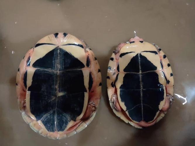 生活 萌宠 金钱龟的介绍 金钱龟,龟科的一种,又叫三线闭壳龟,断板龟