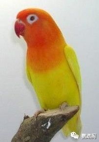 牡丹鹦鹉的品种及部分图片对照