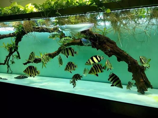 造景必备,沉木的几大挑选原则,再也不怕买不到好沉木了!