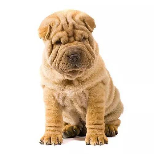  p>沙皮犬,英文名 sharpei,产于中国广东南海大沥镇一带,是世界名种
