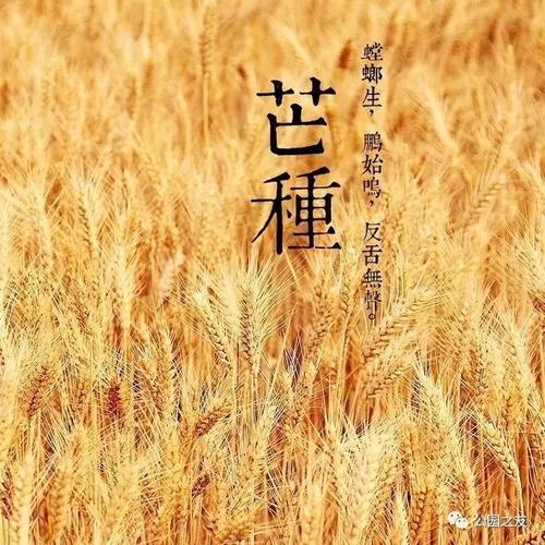 芒种丨一个承载着收获和播种的节气