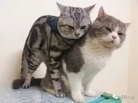 每天溜完鸟就骑猫,这喵生真是逍遥自在