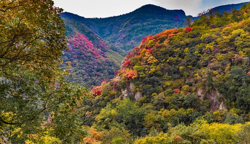 醉美红叶观赏地——博山红叶柿岩景区