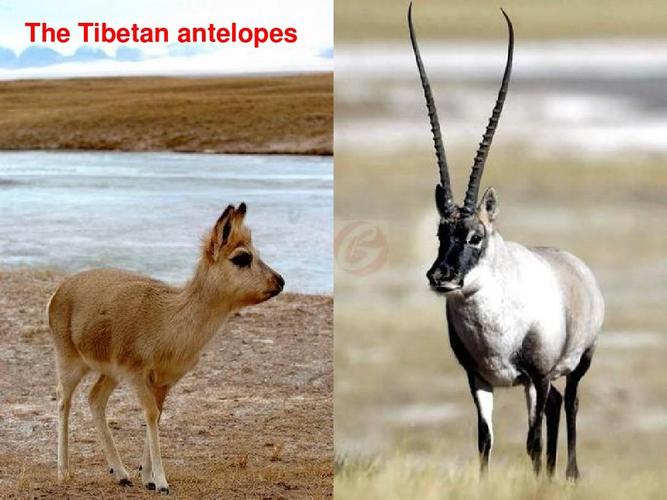 the tibetan antelopes