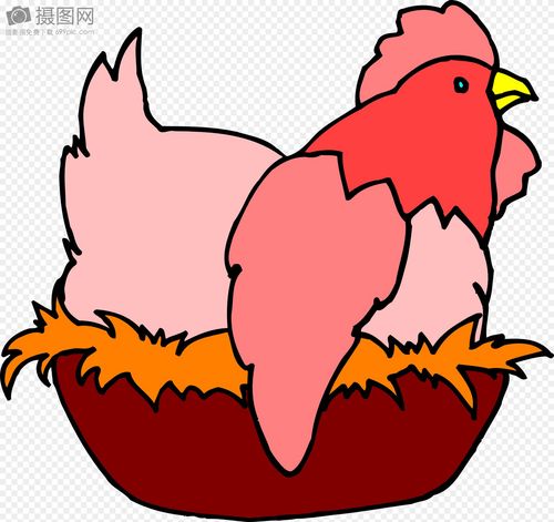 鸡窝里孵蛋的母鸡