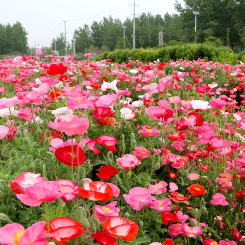 种子花 易种_冰岛虞美人种子观花种子春秋播阳台易种红花虞美人 草花