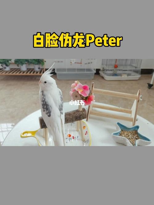 白脸伪龙,颜值担当_玄凤鹦鹉_宠物_宠物其他