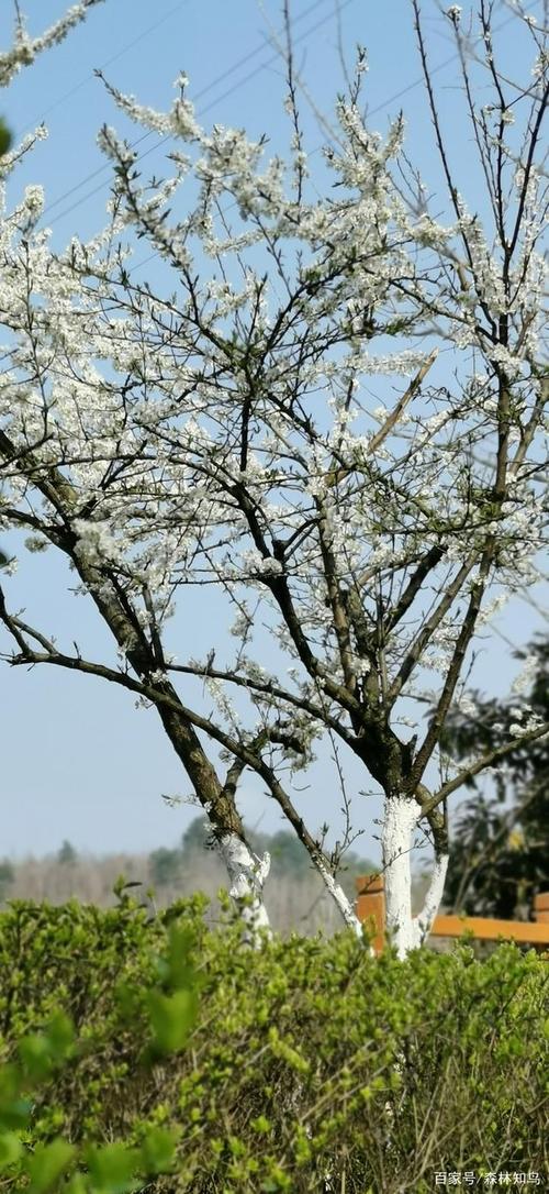 李子树开花的颜值不比樱花逊色,五年前移栽的树今年又