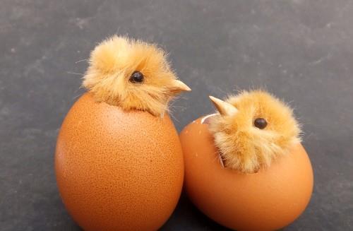 当鸡蛋壳遇到树木的毛球后破壳而出的创意小鸡诞生了